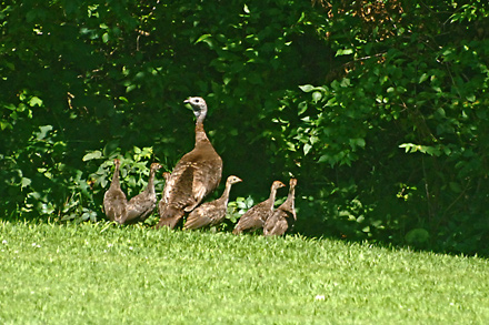 Mother turkey with chicks